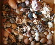44-der Muscheltisch-Inhalt.jpg