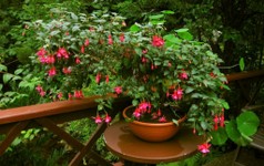 12-meine Fuchsie.jpg
