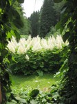 13-Astilbe (Prachtspiere).jpg