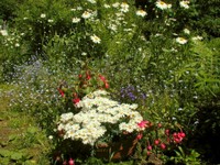 16-Blumen.JPG