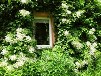 26-Fenster mit kletterhortensie.jpg