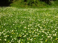 31-Gänseblümchen2.jpg