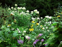 44-Strauchhortensie.jpg