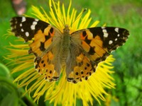 47-Schmetterling.jpg