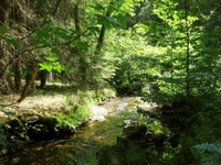 53-Wald & Wiesen-3.jpg