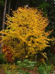 56-Vaterlinde.JPG
