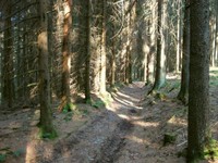 17-im Wald -1.jpg