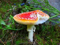 18-Fliegenpilz.jpg