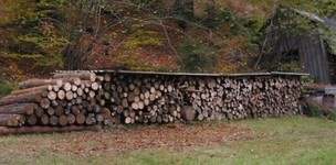 26-baum13 ausschn.jpg