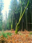 31-moosgrün.jpg