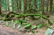 32-im Wald -4.jpg
