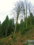 34-Buchenabschied 2.jpg